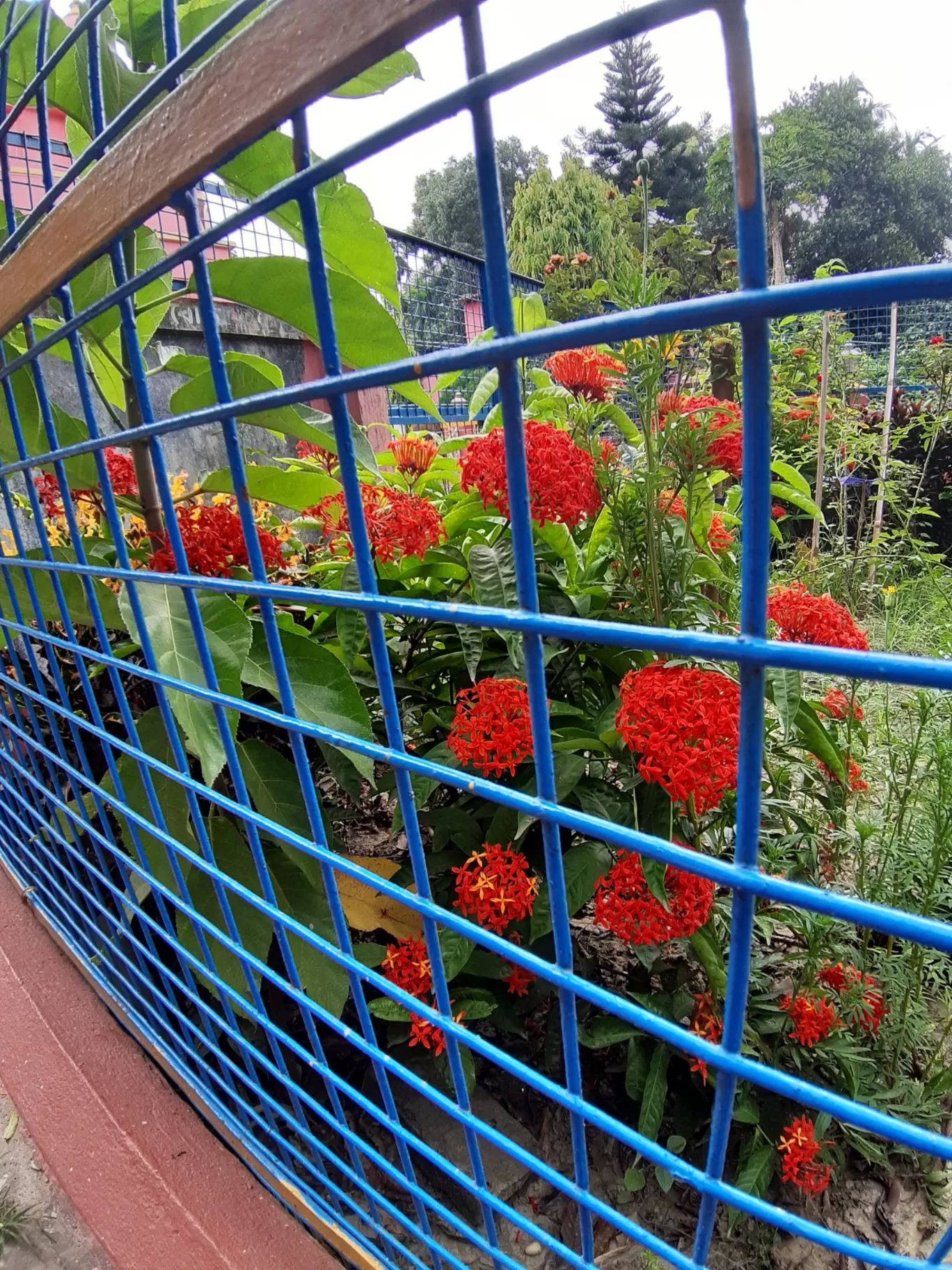 Photo of Boral High School By Sayantani Basu