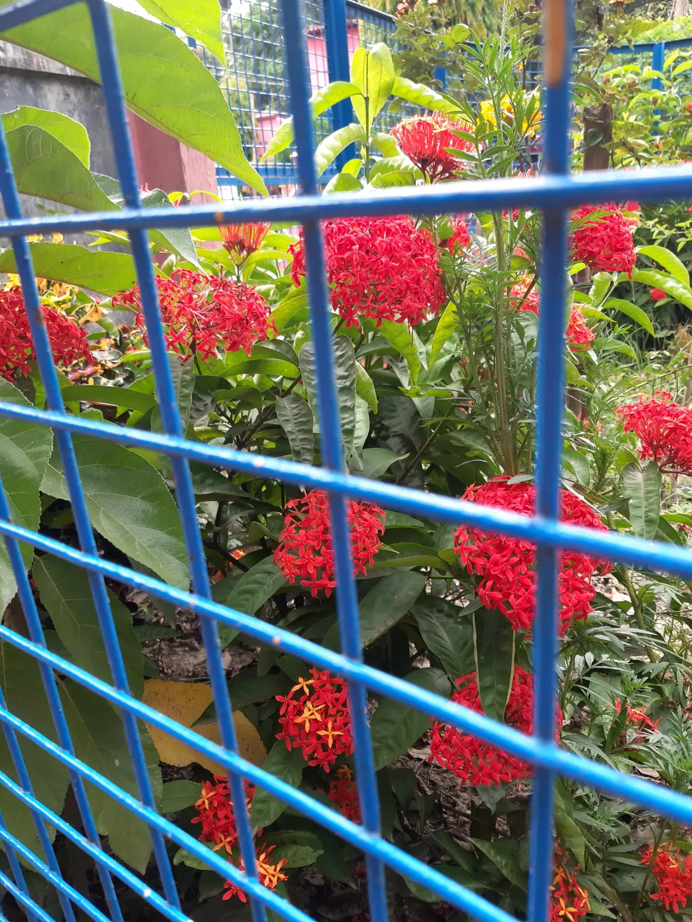Photo of Boral High School By Sayantani Basu