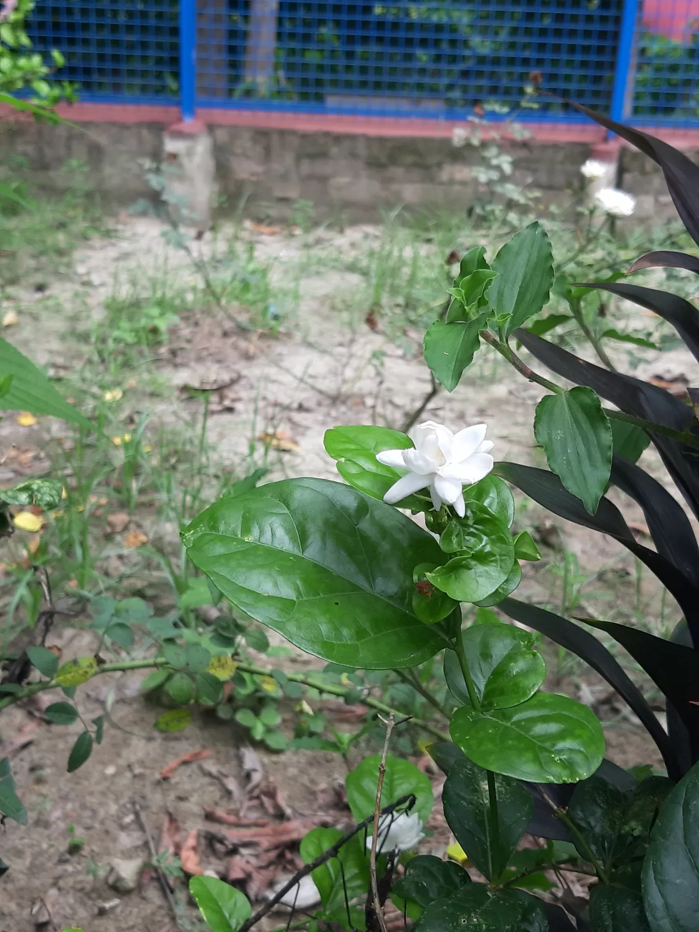 Photo of Boral High School By Sayantani Basu