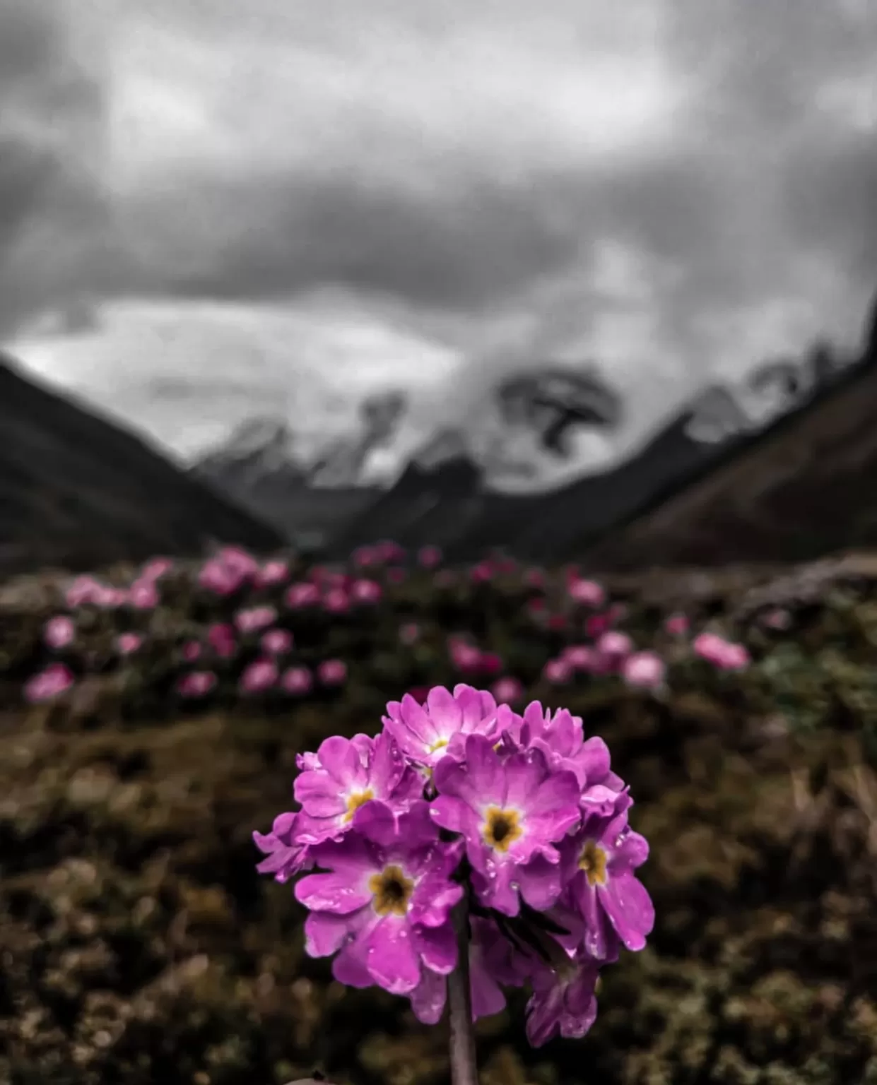 Photo of Zero Point Yumthang Valley By fotosbyshadab