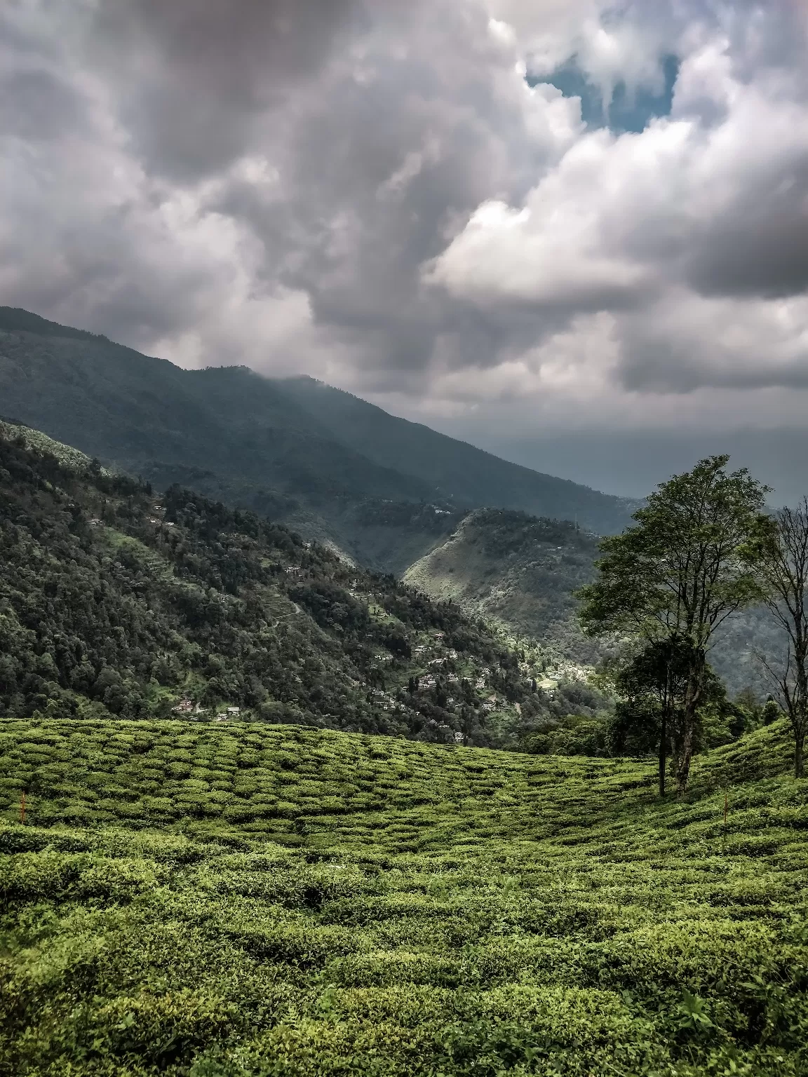 Photo of Happy Valley Tea Estate By fotosbyshadab