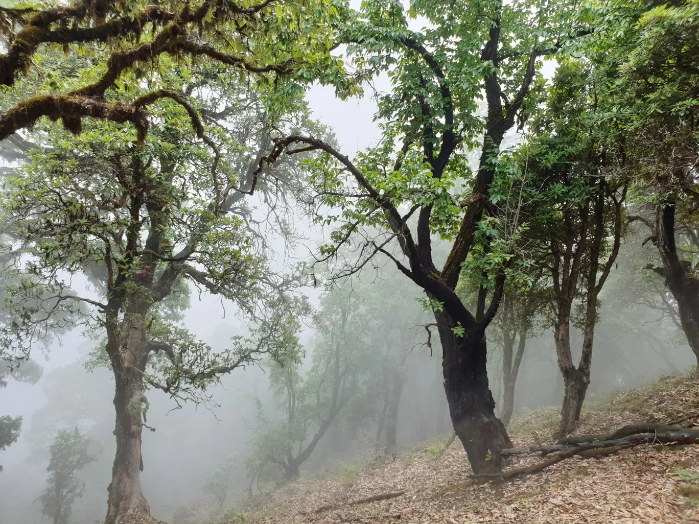 Photo of Binsar Wildlife Sanctuary By StagRides