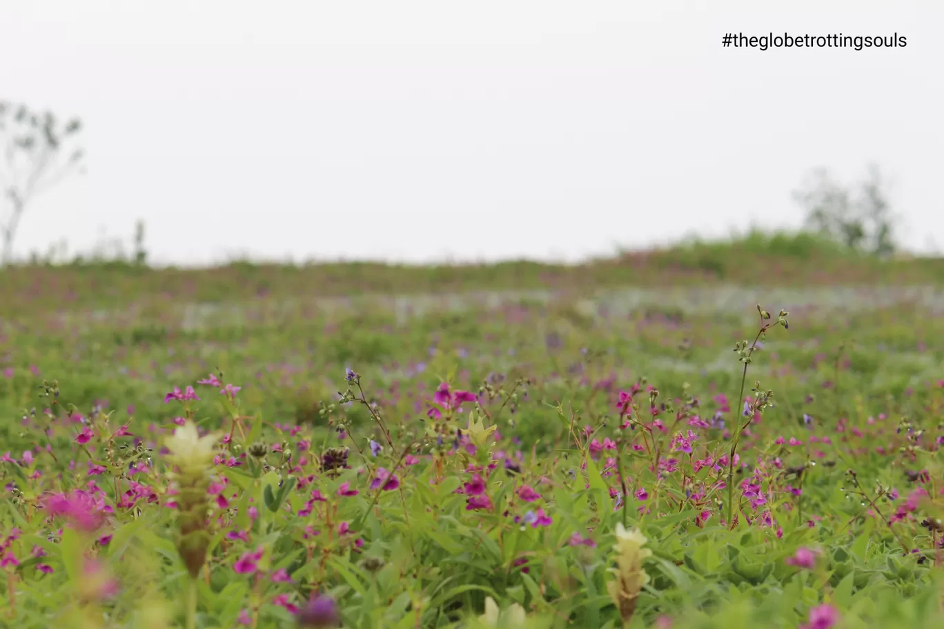 Photo of Kaas Plateau of Flowers By The Globetrotting Souls