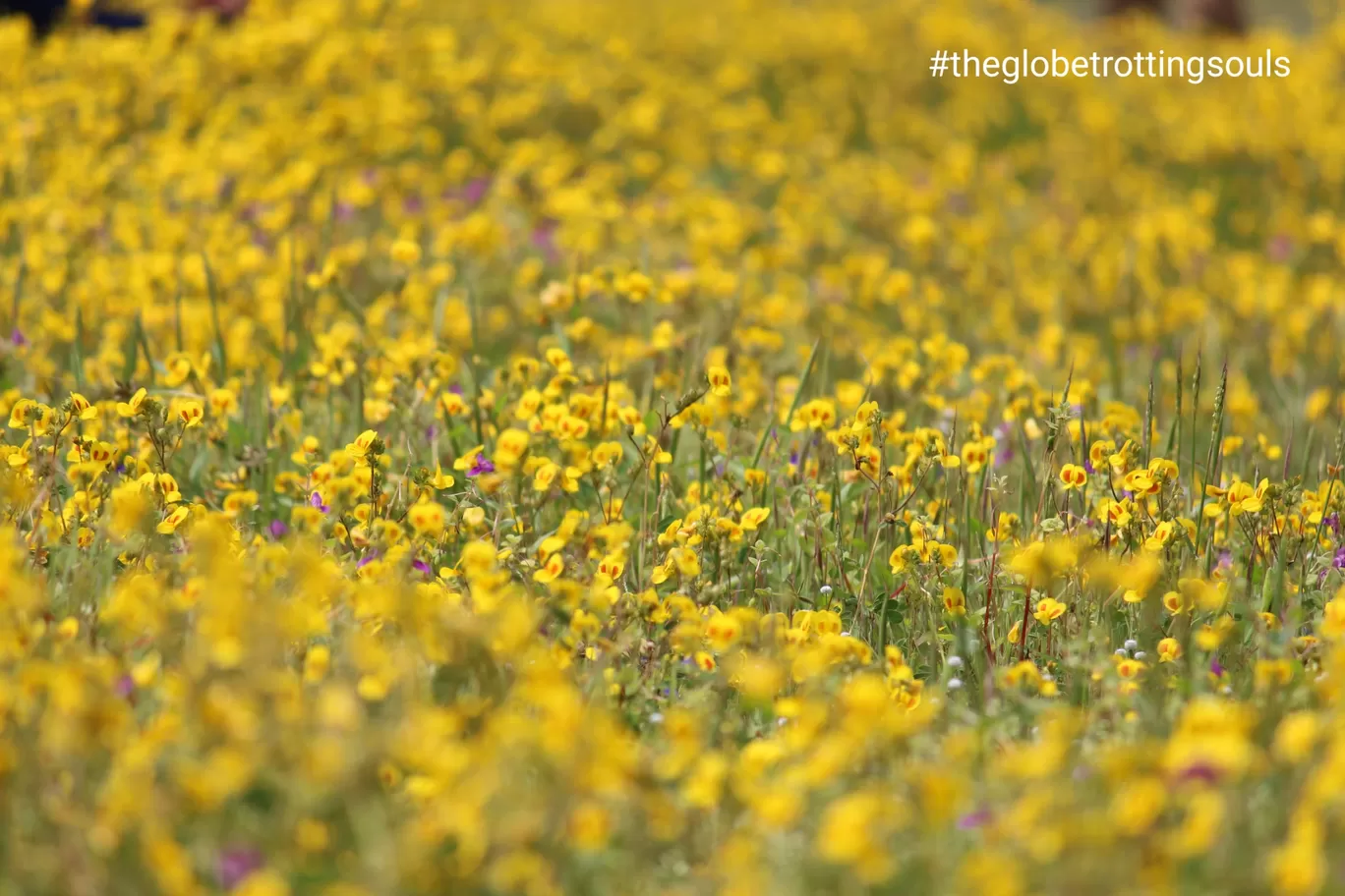 Photo of Kaas Plateau of Flowers By The Globetrotting Souls