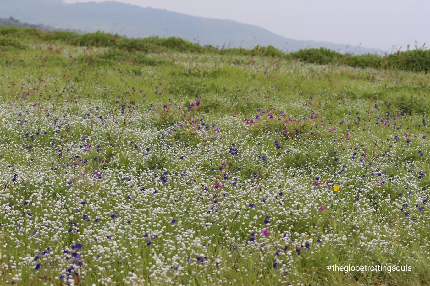 Photo of Kaas Plateau of Flowers By The Globetrotting Souls