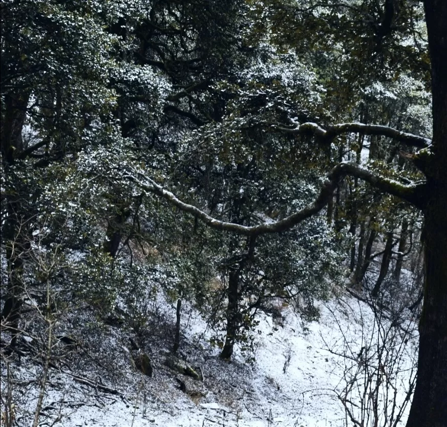 Photo of Dayara Bugyal trek By the_windowseat