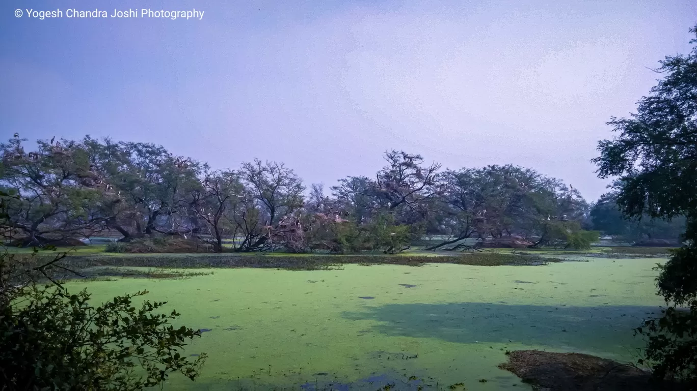 Photo of Bharatpur Bird Sanctuary By Yogesh Chandra Joshi