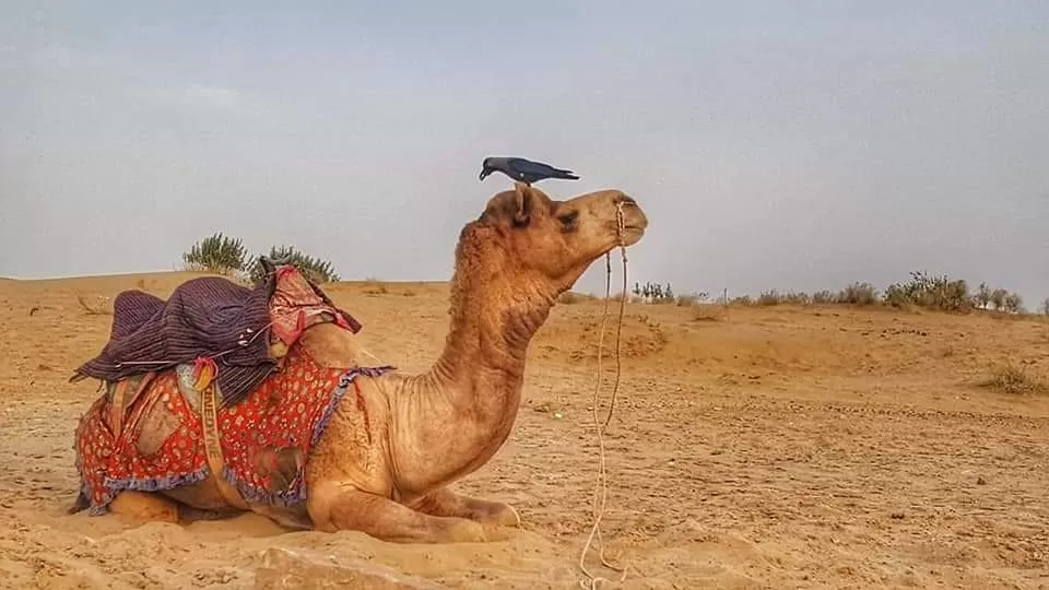 Photo of Jaisalmer By sue