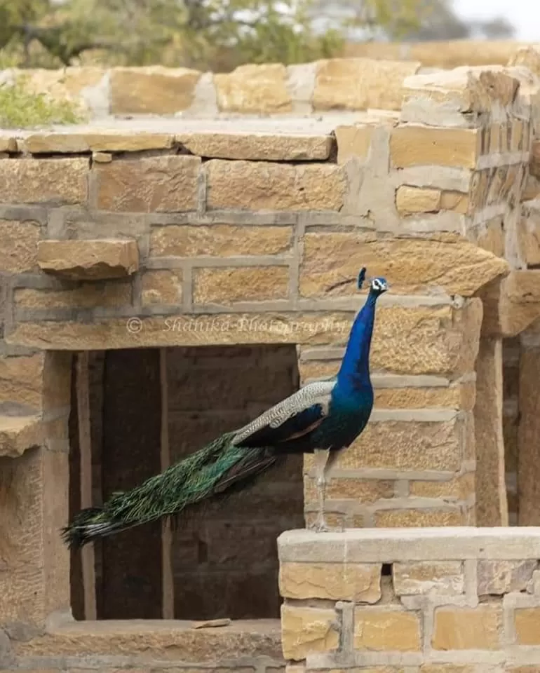 Photo of Jaisalmer By sue