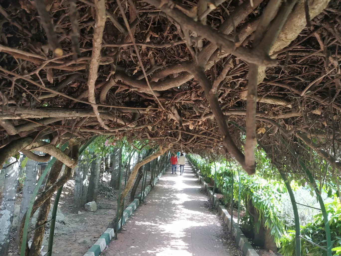 Photo of Lalbagh Botanical Garden By Bhaskar Kumar