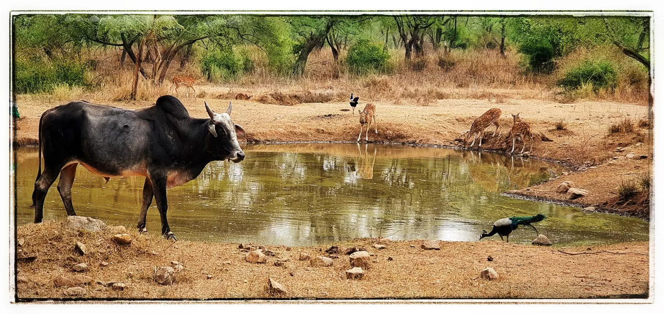 Photo of Sariska Tiger Reserve and national park Booking Office By Arjun Lal Kumawat