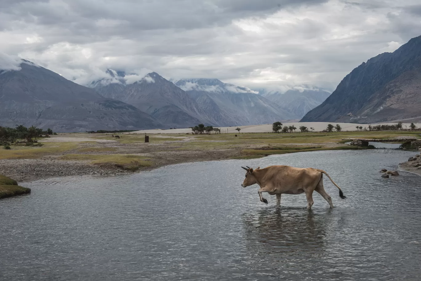 Photo of Nubra Valley By A Mango Traveler