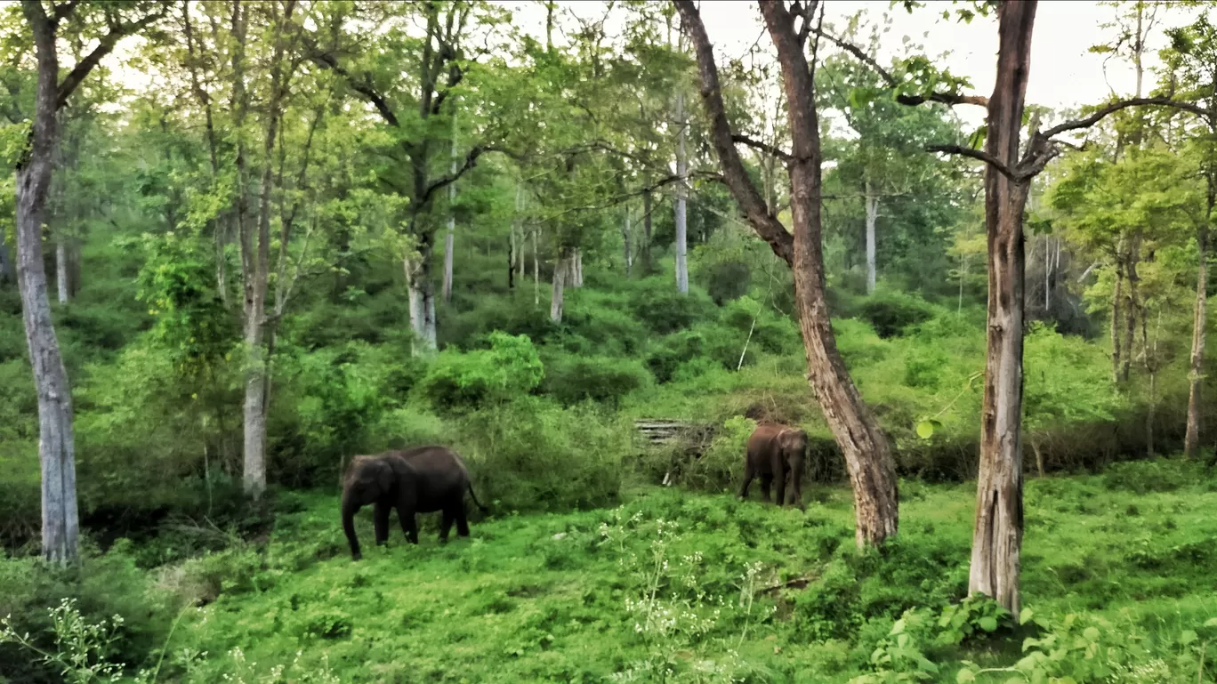 Photo of Bandipur National Park By Nikhil Pratap Singh