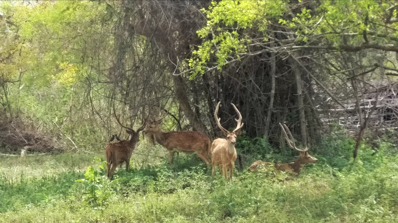 Photo of Bandipur National Park By Nikhil Pratap Singh