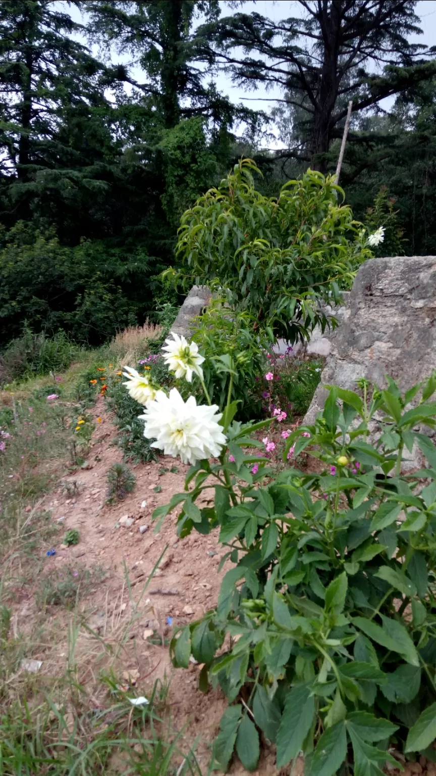 Photo of Ranikhet By Kislay Singh