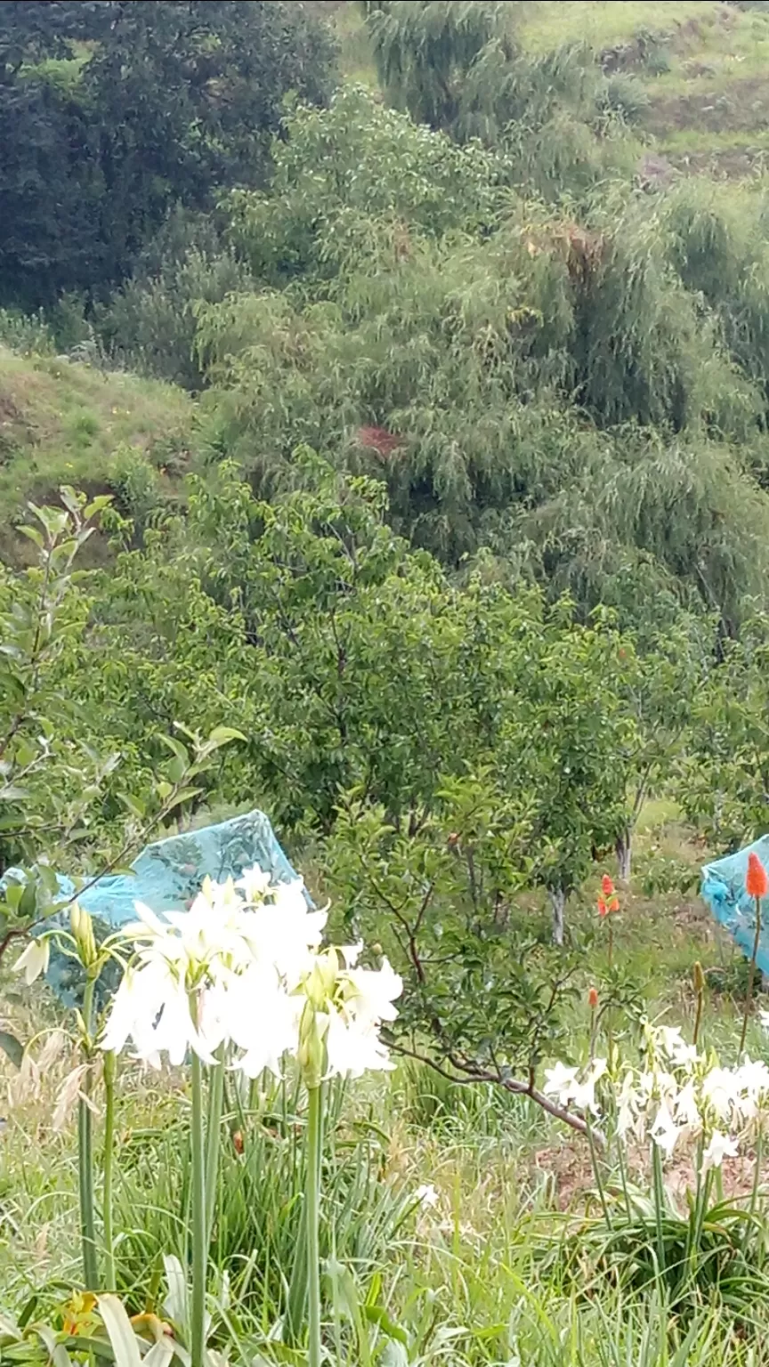 Photo of Ranikhet By Kislay Singh