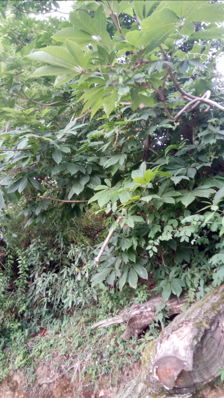 Photo of Ranikhet By Kislay Singh