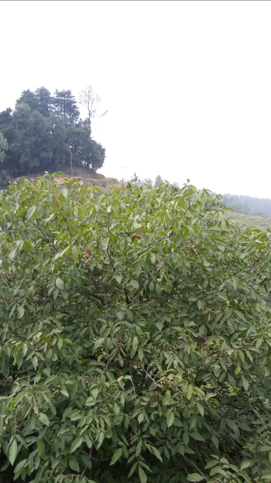 Photo of Ranikhet By Kislay Singh