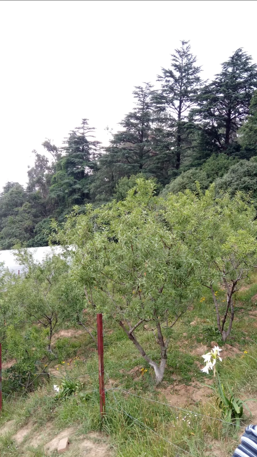 Photo of Ranikhet By Kislay Singh