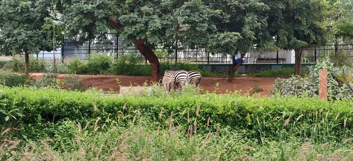 Photo of Bannerughatta By chetan