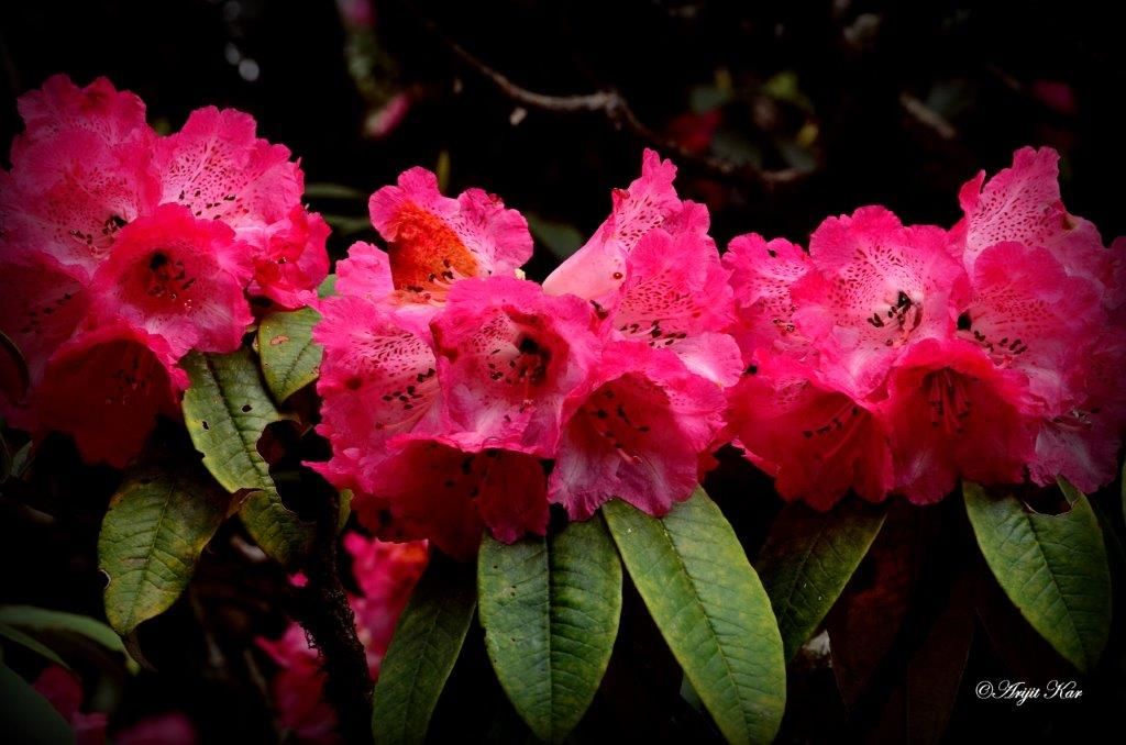 Photo of Barsey Rhododendron Sanctuary By Arijit Kar