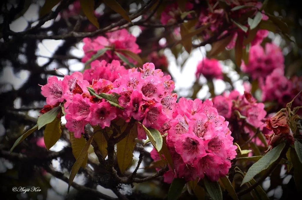 Photo of Barsey Rhododendron Sanctuary By Arijit Kar