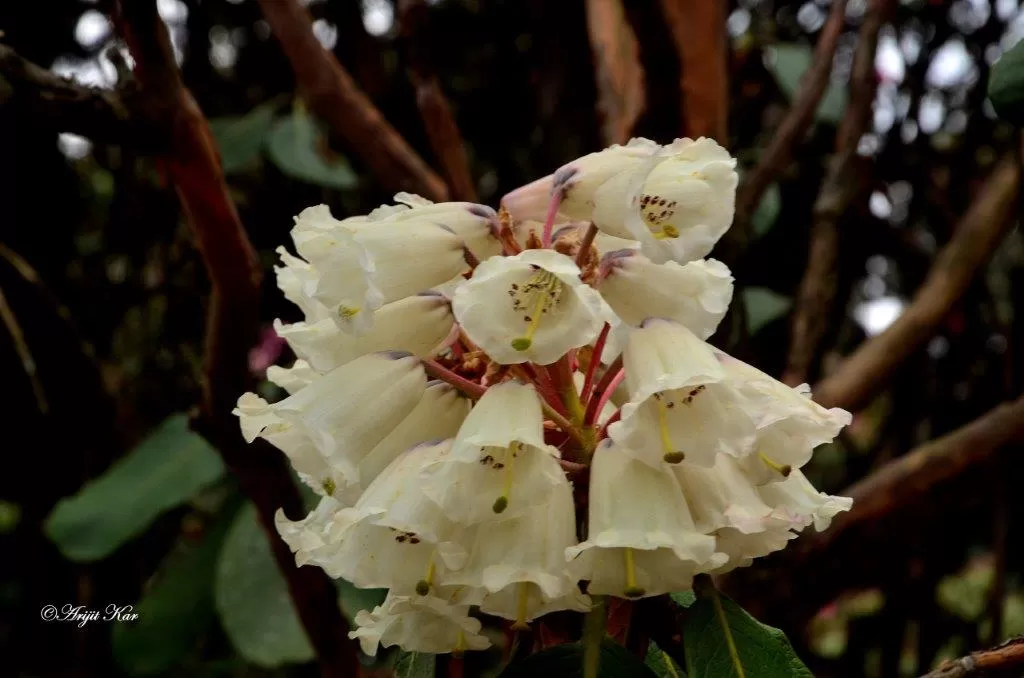 Photo of Barsey Rhododendron Sanctuary By Arijit Kar