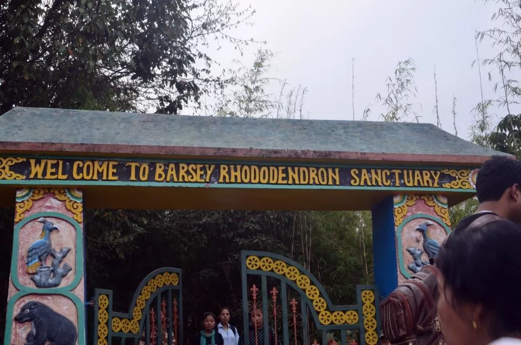 Photo of Barsey Rhododendron Sanctuary By Arijit Kar