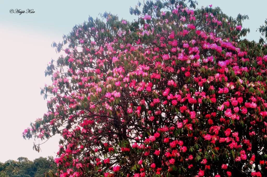 Photo of Barsey Rhododendron Sanctuary By Arijit Kar
