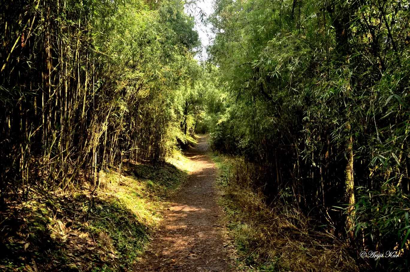 Photo of Barsey Rhododendron Sanctuary By Arijit Kar