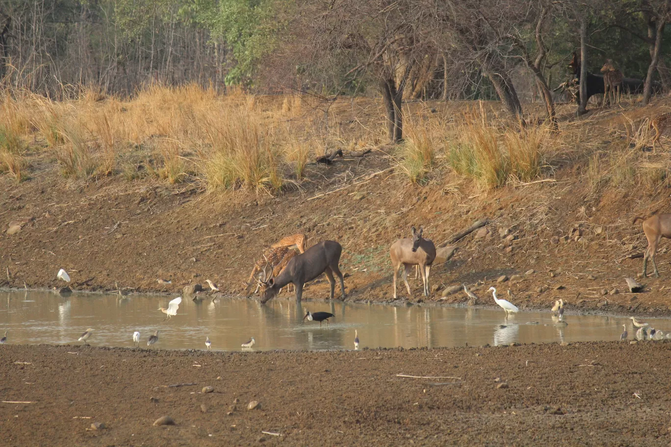Photo of Tadoba National Park By Shekhar Nanda Umakant