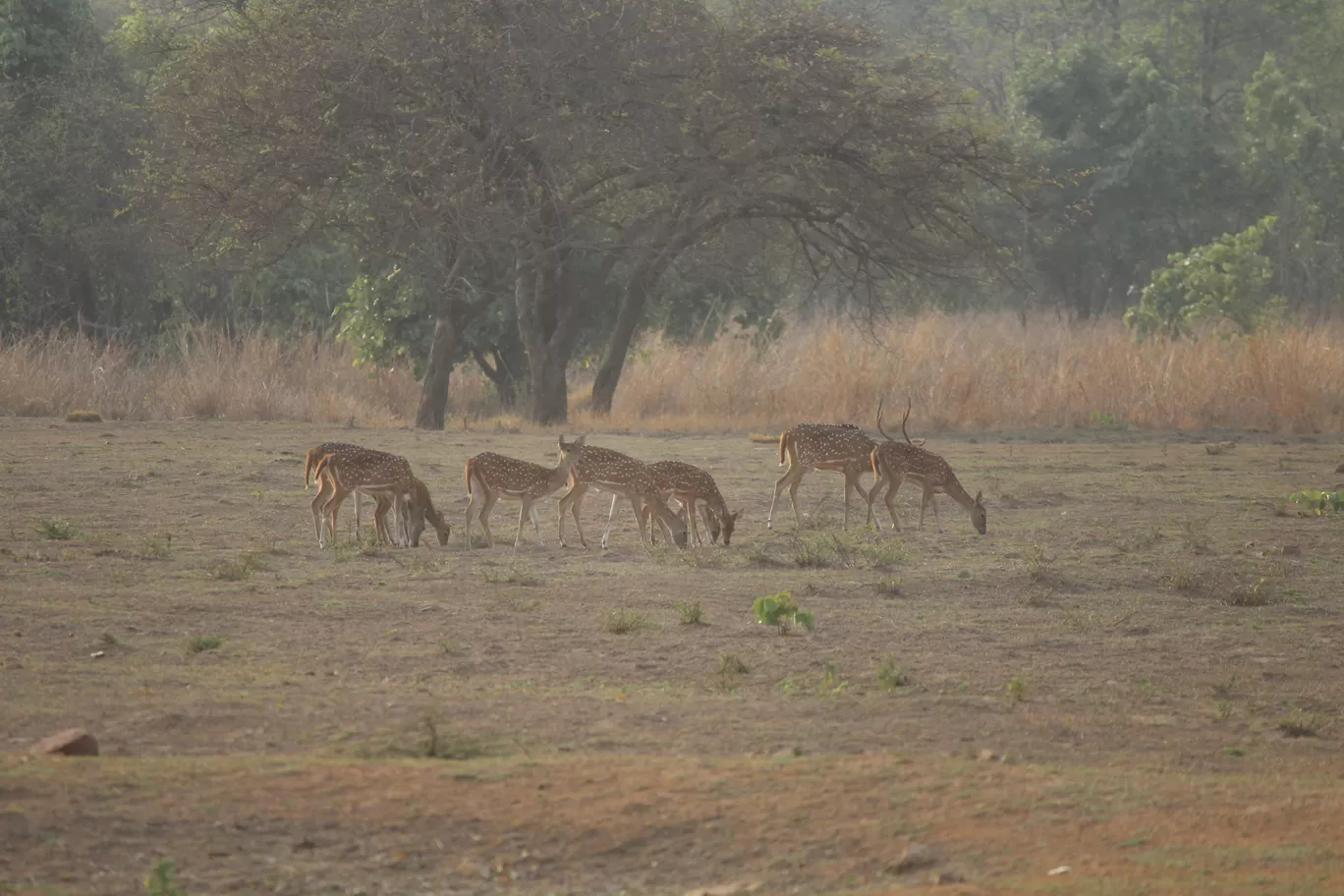 Photo of Tadoba National Park By Shekhar Nanda Umakant