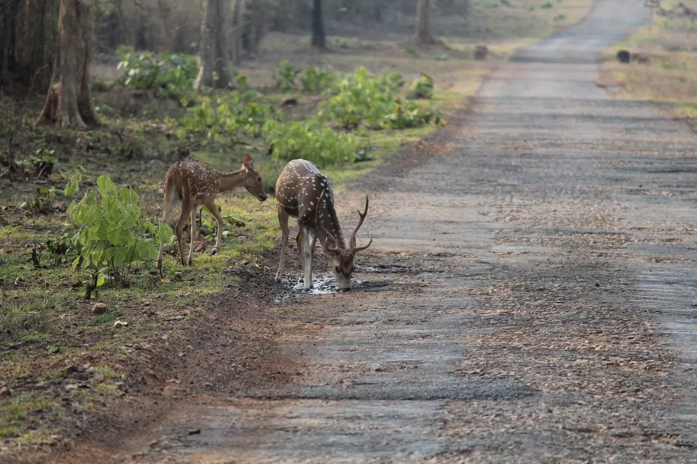 Photo of Tadoba National Park By Shekhar Nanda Umakant