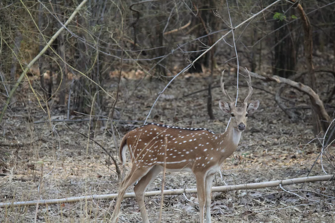 Photo of Tadoba National Park By Shekhar Nanda Umakant