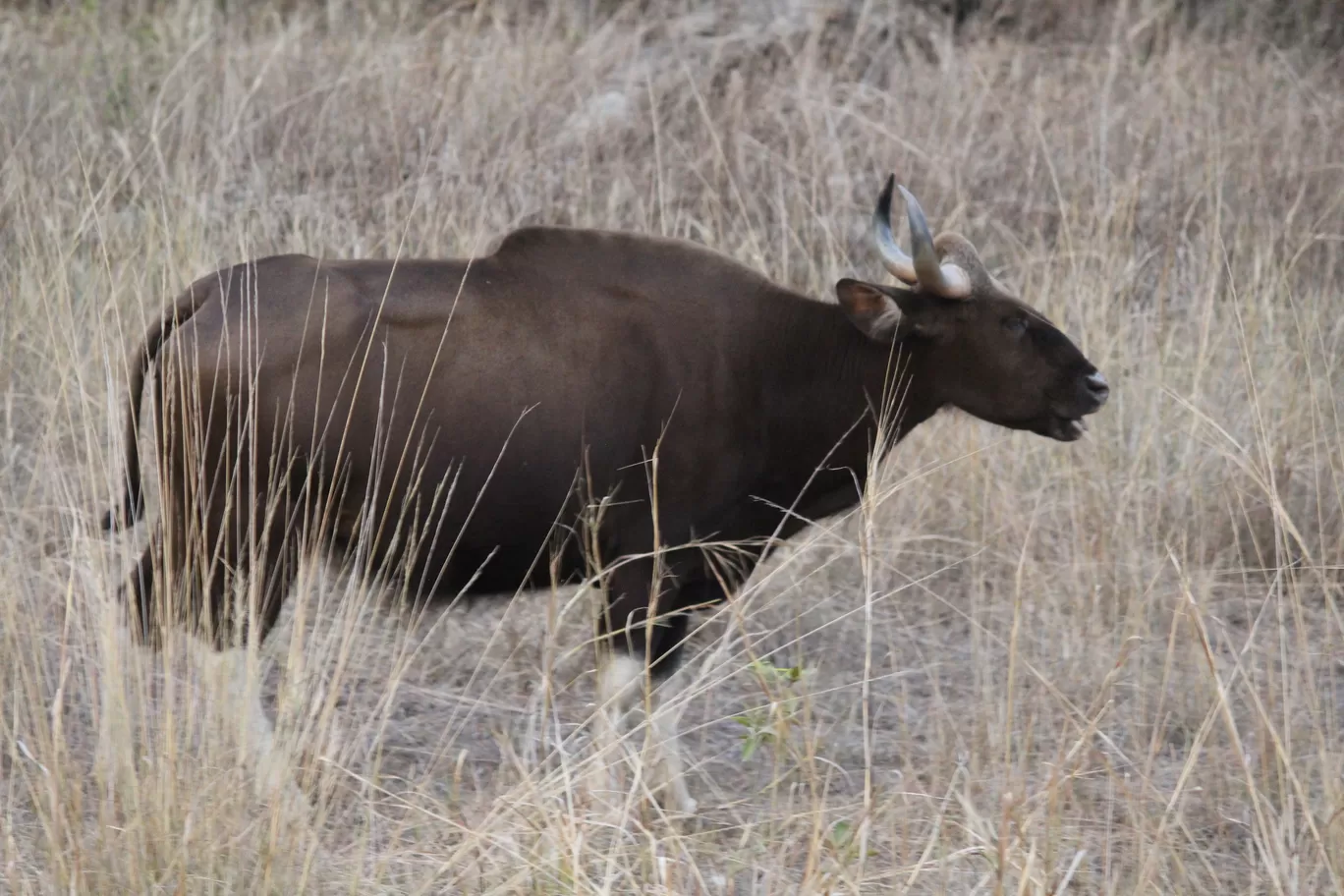 Photo of Tadoba National Park By Shekhar Nanda Umakant