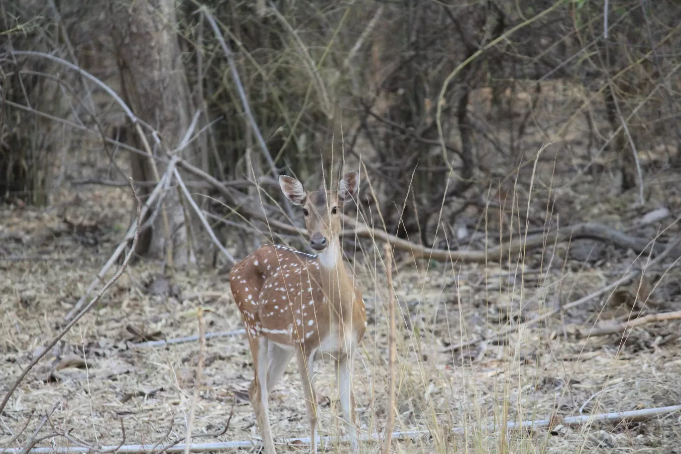 Photo of Tadoba National Park By Shekhar Nanda Umakant