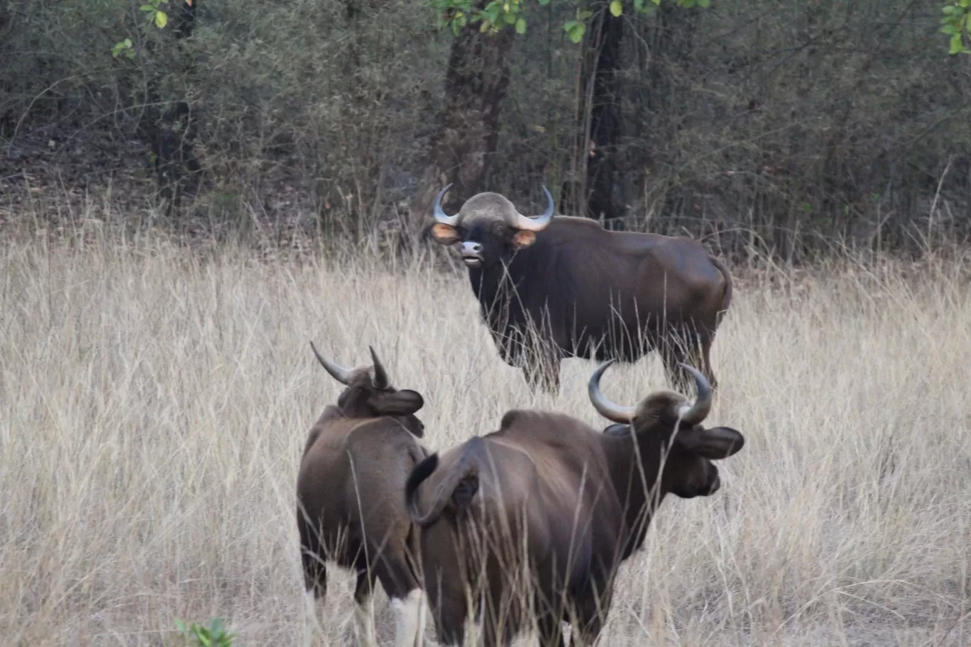 Photo of Tadoba National Park By Shekhar Nanda Umakant