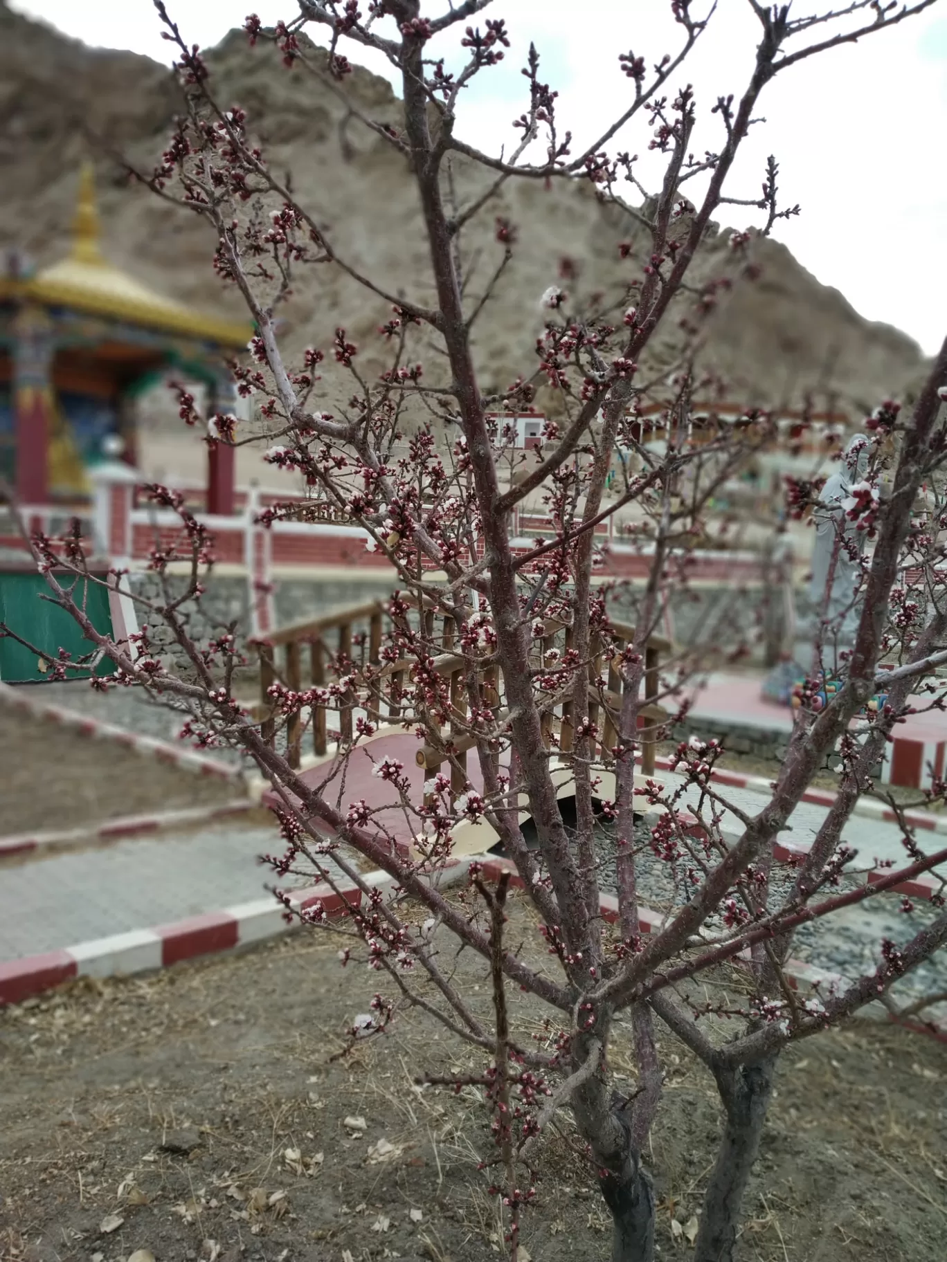 Photo of Ladakh By Ashish Singh