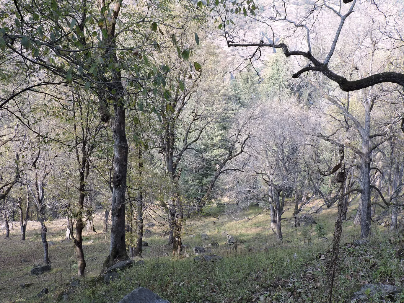 Photo of Kheerganga Trek By Vivek Singh Chahal