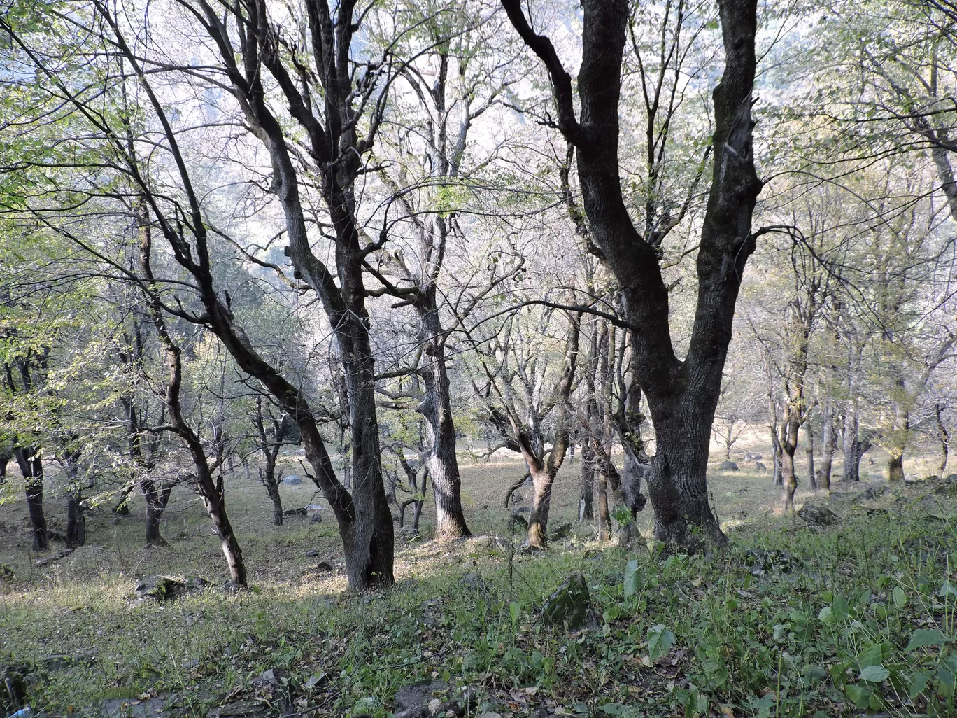 Photo of Kheerganga Trek By Vivek Singh Chahal