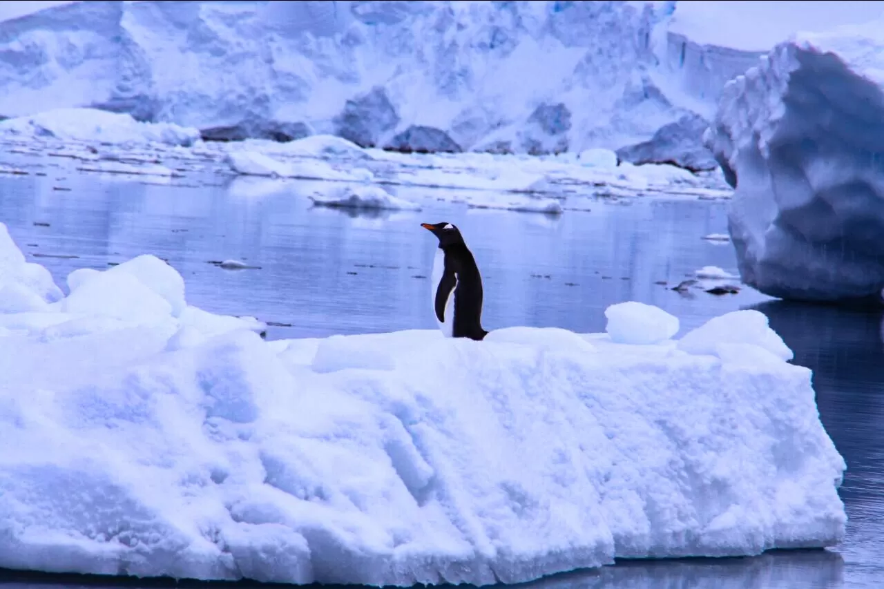 Photo of Antarctica Peninsula Penguin Colony By herlipstick.hiscamera