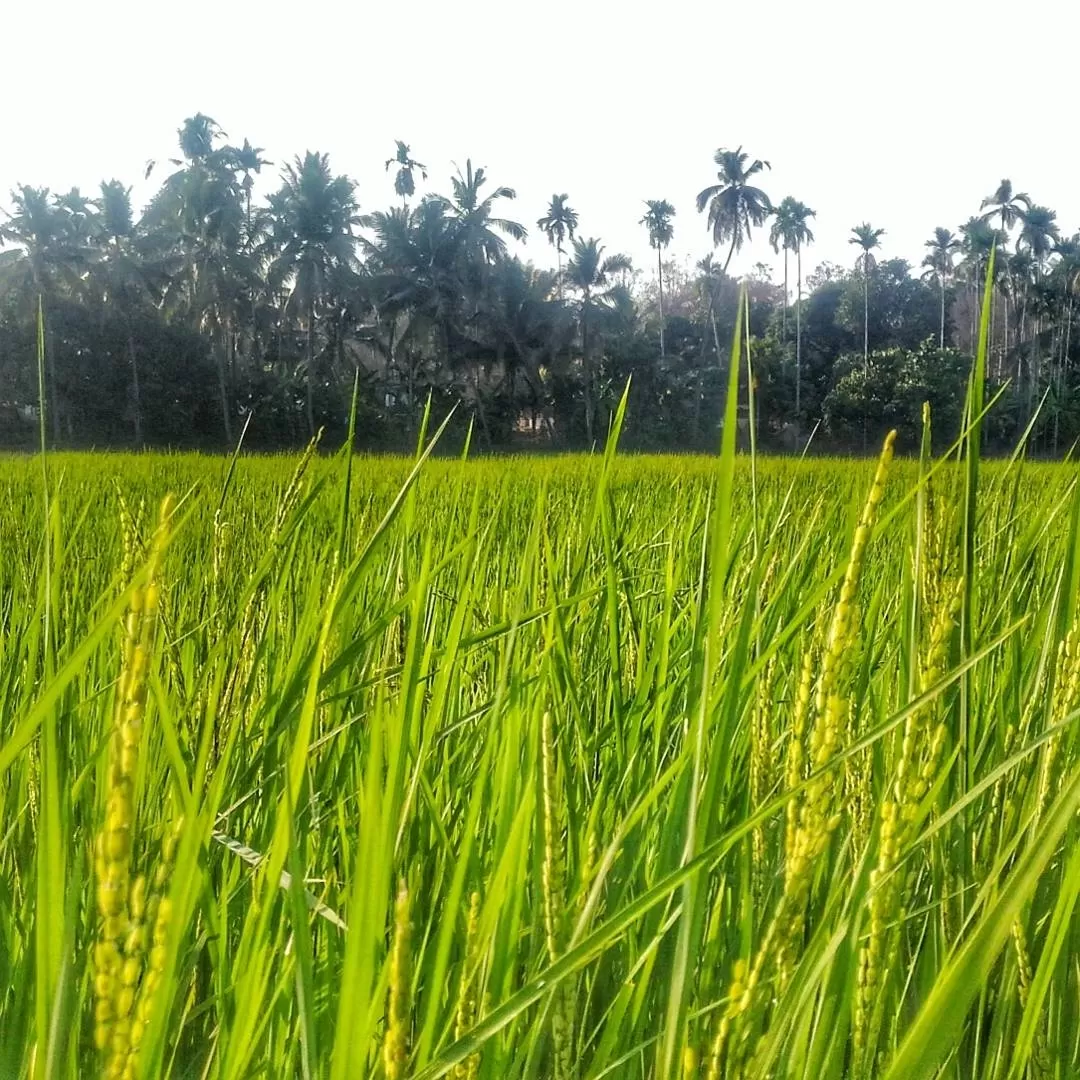 Photo of Nileshwar By GOKULDAS EV