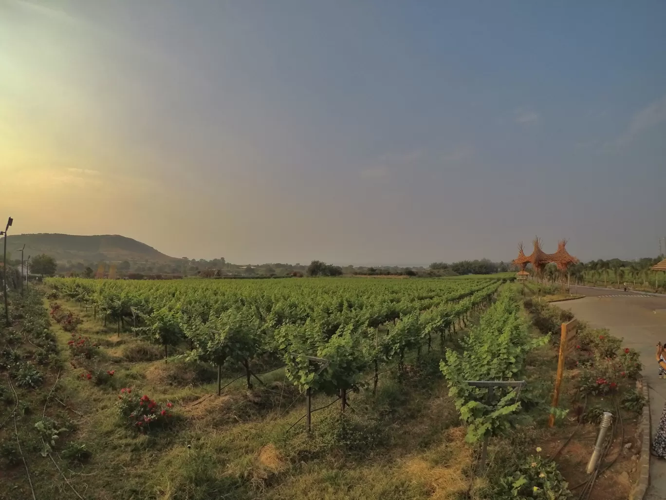 Photo of Sula Vineyards By Sidharth Sharath