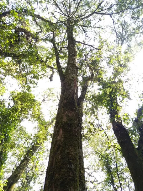 Photo of Meghalaya By Kurchi Singharoy