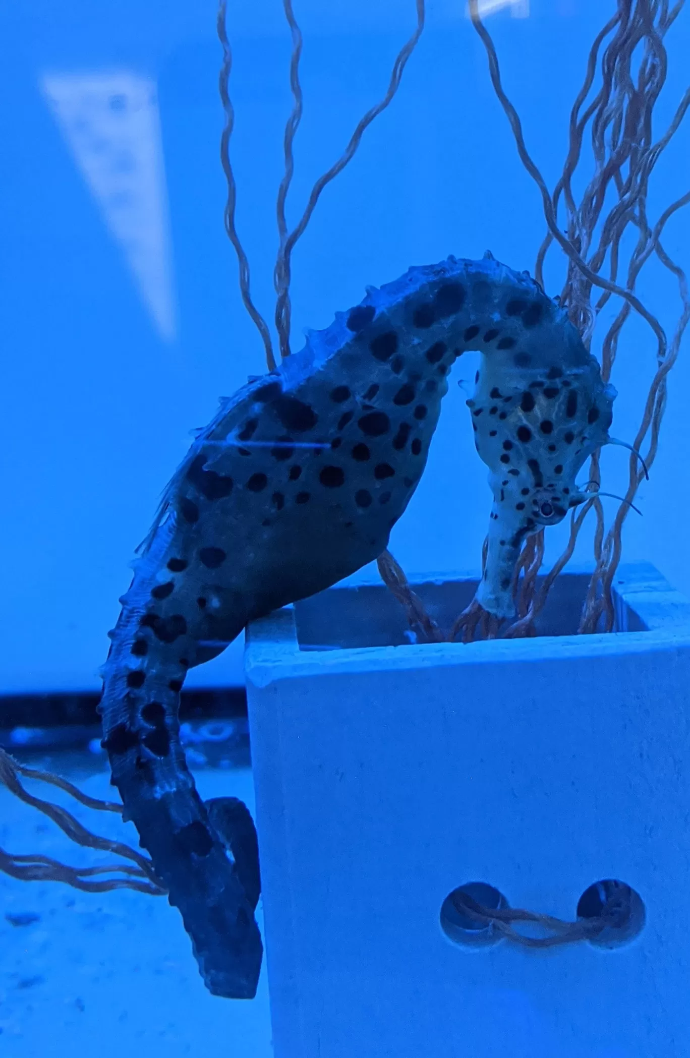 Photo of Aquaria KLCC By Sinchita Sinha