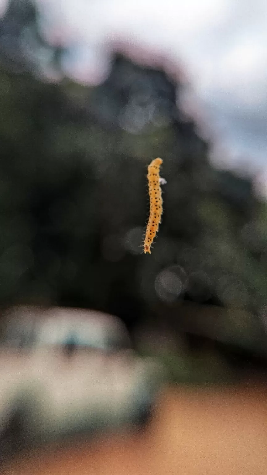 Photo of Bannerughatta Bengaluru By Sinchita Sinha