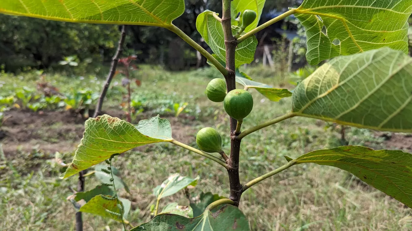 Photo of Aatmann Dahanu Farmstay By Sinchita Sinha