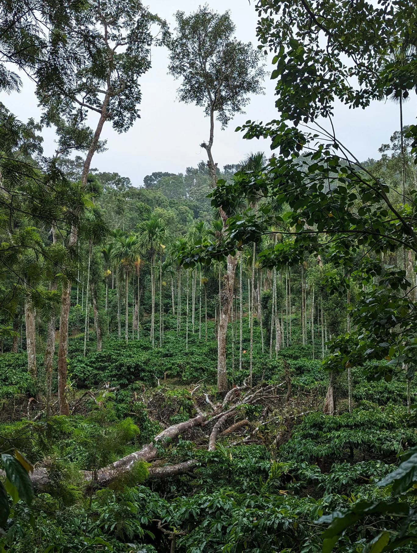 Photo of Zostel Coorg By Sinchita Sinha