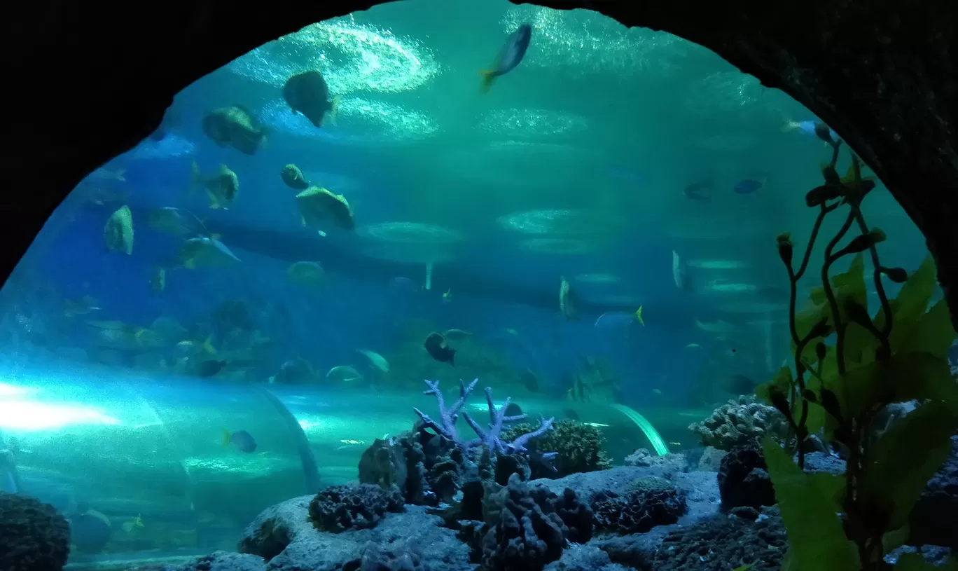 Photo of Underwater World Pattaya By Tanushree Roy