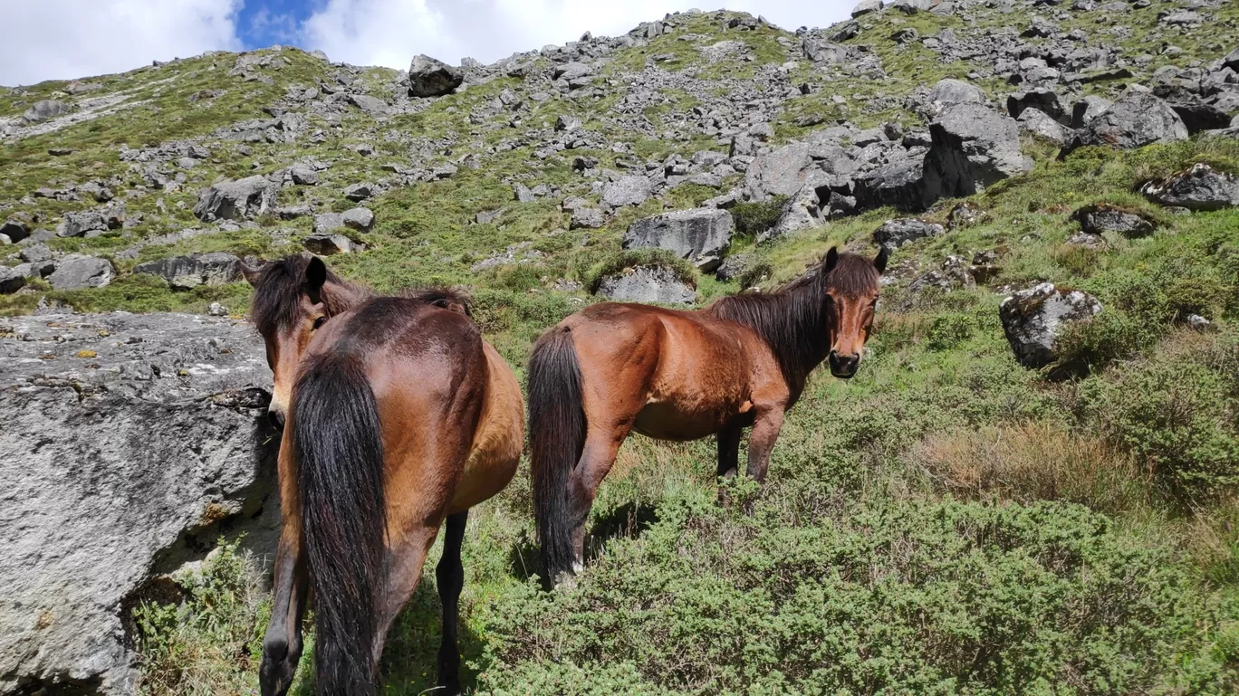 Photo of Goecha La Trek By Prakash Chettri